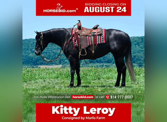 American Quarter Horse, Mare, 5 years, Grey