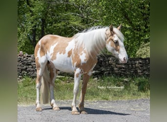 American Quarter Horse, Mare, 5 years, Overo-all-colors