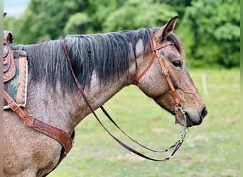 American Quarter Horse, Mare, 5 years, Roan-Bay