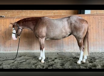 American Quarter Horse, Mare, 5 years, Roan-Red