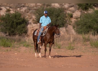 American Quarter Horse, Mare, 5 years, Sorrel