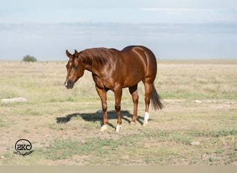 American Quarter Horse, Mare, 5 years, Sorrel