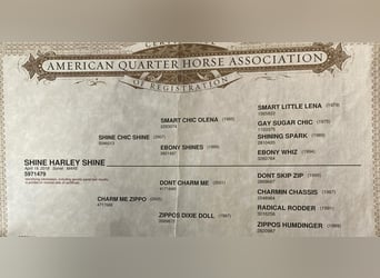 American Quarter Horse, Mare, 5 years, Sorrel