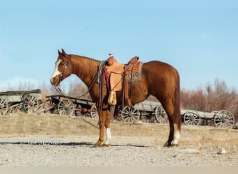 American Quarter Horse, Mare, 5 years, Sorrel