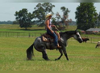 American Quarter Horse, Mare, 6 years, 14.1 hh, Grey
