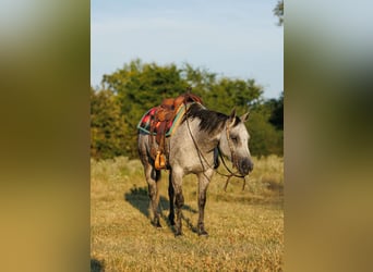American Quarter Horse, Mare, 6 years, 14.1 hh, Grey