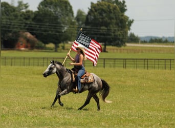 American Quarter Horse, Mare, 6 years, 14.1 hh, Grey