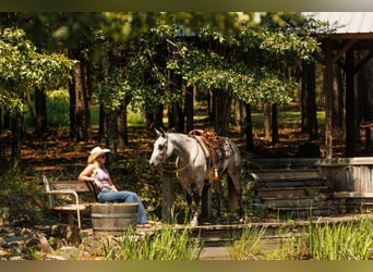 American Quarter Horse, Mare, 6 years, 14.1 hh, Grey