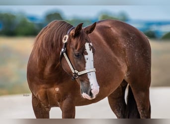 American Quarter Horse, Mare, 6 years, 14.1 hh, Rabicano