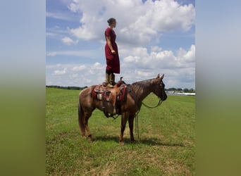 American Quarter Horse, Mare, 6 years, 14.1 hh, Roan-Red
