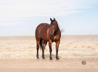 American Quarter Horse, Mare, 6 years, 14,2 hh, Bay