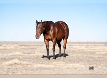 American Quarter Horse, Mare, 6 years, 14,2 hh, Bay