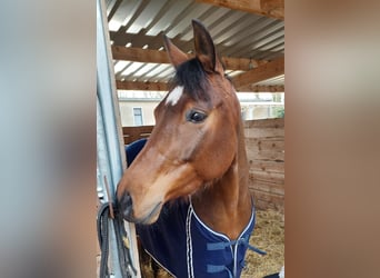 American Quarter Horse, Mare, 6 years, 14.2 hh, Brown