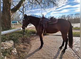 American Quarter Horse, Mare, 6 years, 14.2 hh, Brown