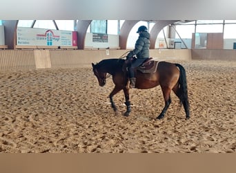 American Quarter Horse, Mare, 6 years, 14.2 hh, Brown