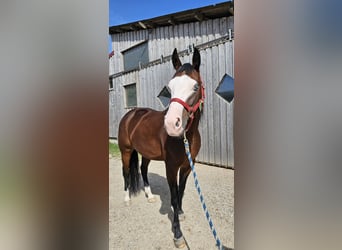 American Quarter Horse, Mare, 6 years, 14.2 hh, Brown
