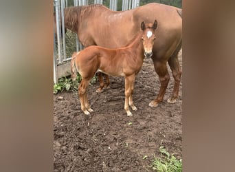 American Quarter Horse, Mare, 6 years, 14,2 hh, Chestnut-Red