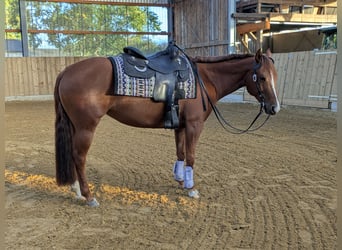 American Quarter Horse, Mare, 6 years, 14.2 hh, Chestnut-Red