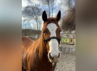 American Quarter Horse, Mare, 6 years, 14.2 hh, Chestnut