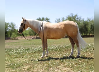 American Quarter Horse, Mare, 6 years, 14.2 hh, Palomino
