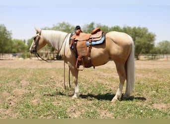 American Quarter Horse, Mare, 6 years, 14.2 hh, Palomino
