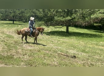 American Quarter Horse, Mare, 6 years, 14.2 hh, Red Dun