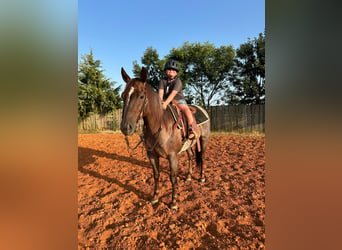 American Quarter Horse, Mare, 6 years, 14.2 hh, Roan-Red