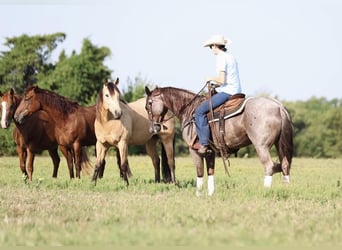 American Quarter Horse, Mare, 6 years, 14.2 hh, Roan-Red