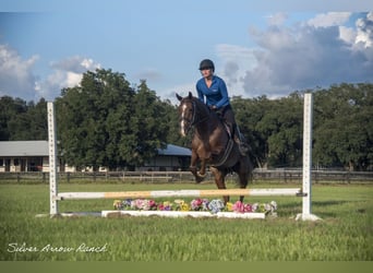 American Quarter Horse, Mare, 6 years, 14,2 hh, Roan-Red