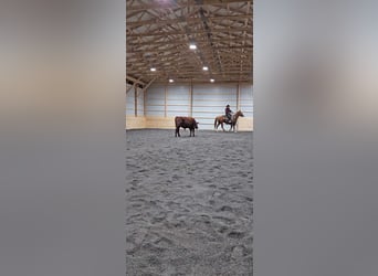 American Quarter Horse, Mare, 6 years, 14.2 hh, Sorrel