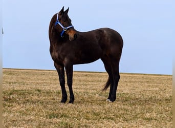 American Quarter Horse, Mare, 6 years, 14.3 hh, Bay-Dark