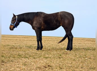 American Quarter Horse, Mare, 6 years, 14.3 hh, Bay-Dark