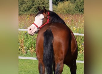 American Quarter Horse, Mare, 6 years, 14.3 hh, Brown
