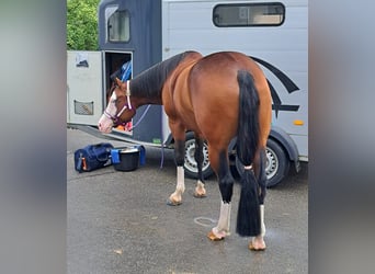 American Quarter Horse, Mare, 6 years, 14.3 hh, Brown
