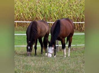 American Quarter Horse, Mare, 6 years, 14.3 hh, Brown