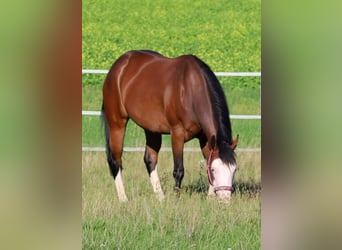 American Quarter Horse, Mare, 6 years, 14.3 hh, Brown