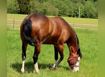 American Quarter Horse, Mare, 6 years, 14.3 hh, Brown