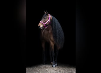 American Quarter Horse, Mare, 6 years, 14,3 hh, Brown