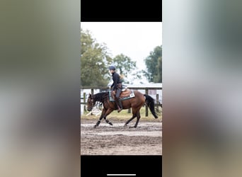 American Quarter Horse, Mare, 6 years, 14,3 hh, Brown