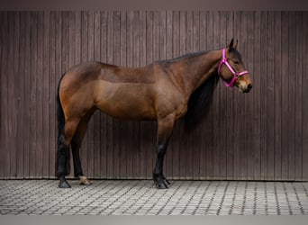 American Quarter Horse, Mare, 6 years, 14,3 hh, Brown