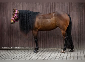 American Quarter Horse, Mare, 6 years, 14,3 hh, Brown