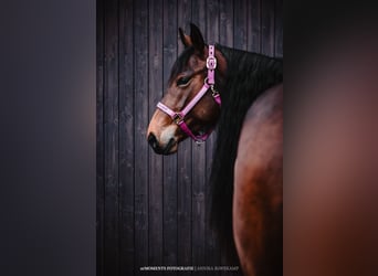 American Quarter Horse, Mare, 6 years, 14,3 hh, Brown