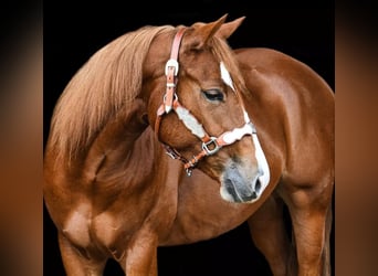 American Quarter Horse, Mare, 6 years, 14,3 hh, Chestnut-Red