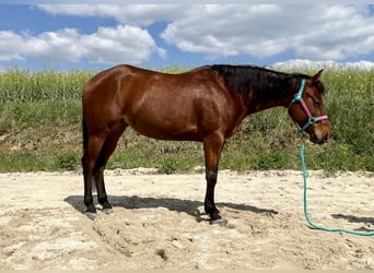 American Quarter Horse, Mare, 6 years, 14.3 hh, Chestnut-Red