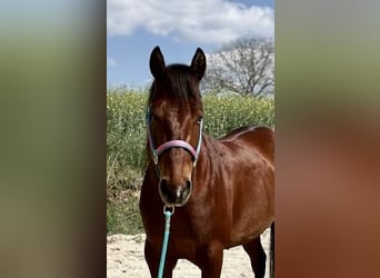American Quarter Horse, Mare, 6 years, 14.3 hh, Chestnut-Red