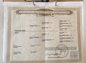 American Quarter Horse, Mare, 6 years, 14.3 hh, Chestnut-Red