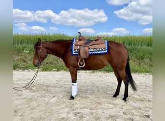 American Quarter Horse, Mare, 6 years, 14.3 hh, Chestnut-Red