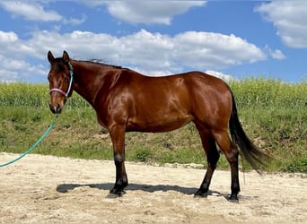 American Quarter Horse, Mare, 6 years, 14.3 hh, Chestnut-Red