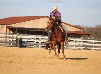 American Quarter Horse, Mare, 6 years, 14.3 hh, Dun
