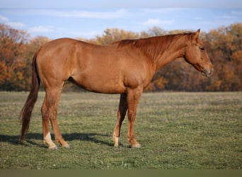 American Quarter Horse, Mare, 6 years, 14.3 hh, Dun